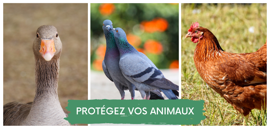 Protégez vos volatiles